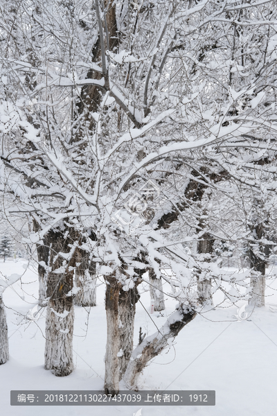 冬雪