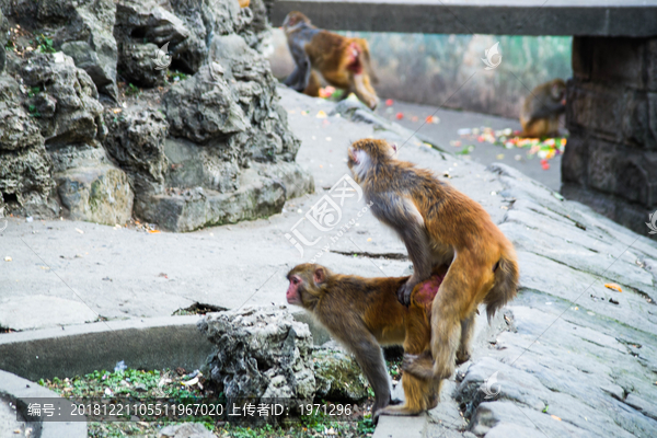 猴子交配