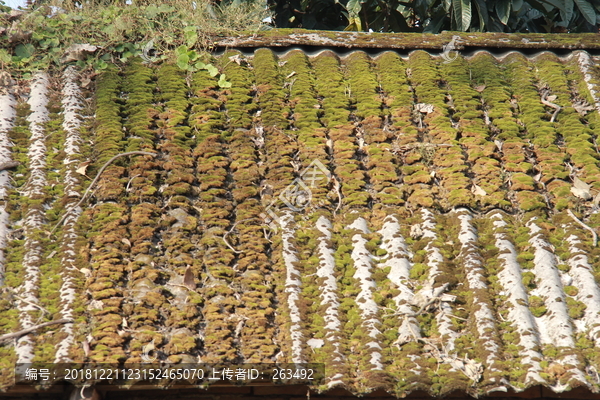 水泥瓦房屋顶苔藓