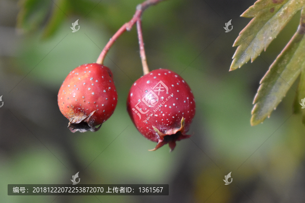 山里红微距