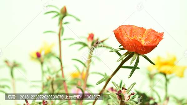 唯美意境花朵