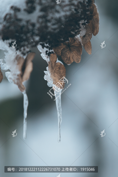 植物上的雪