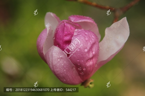 粉红玉兰花花苞