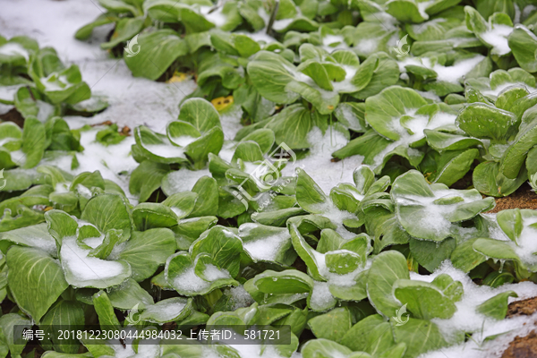 下雪