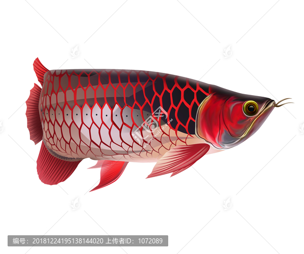 紅金龍魚