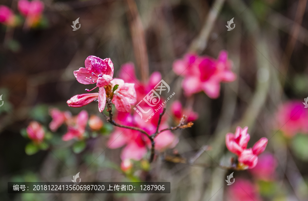 鲜花