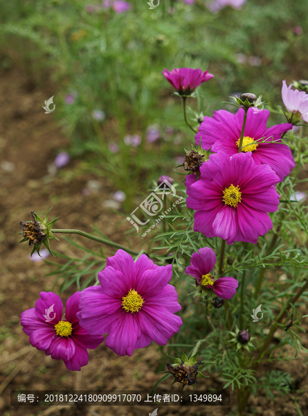 格桑花