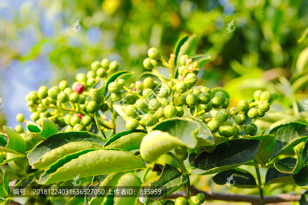 花椒素材图片