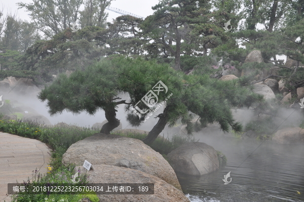 罗红艺术馆的造型油松和山石