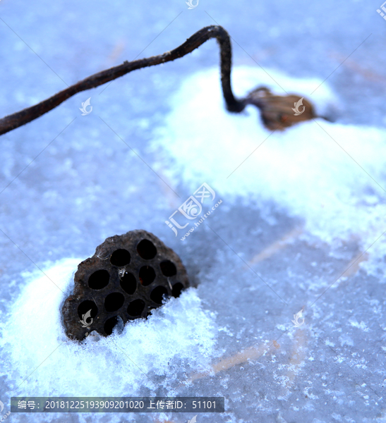 冰雪荷塘