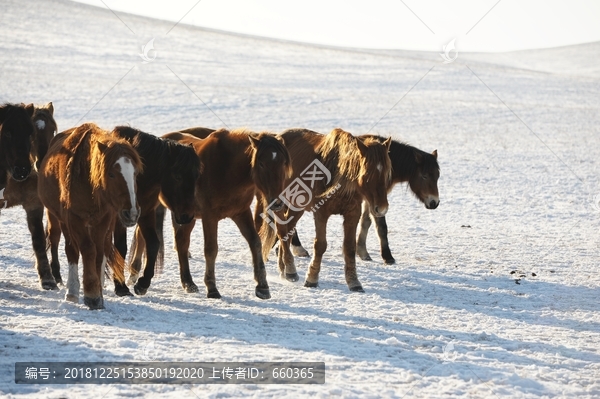 雪地奔马