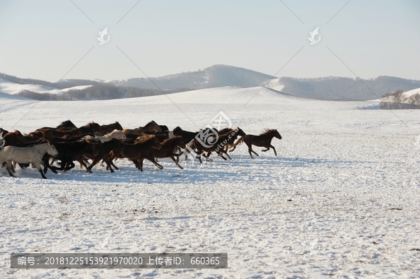 雪地奔马