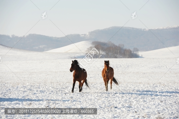 雪地奔马