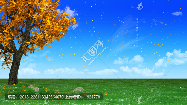 飄飛的黃葉樹