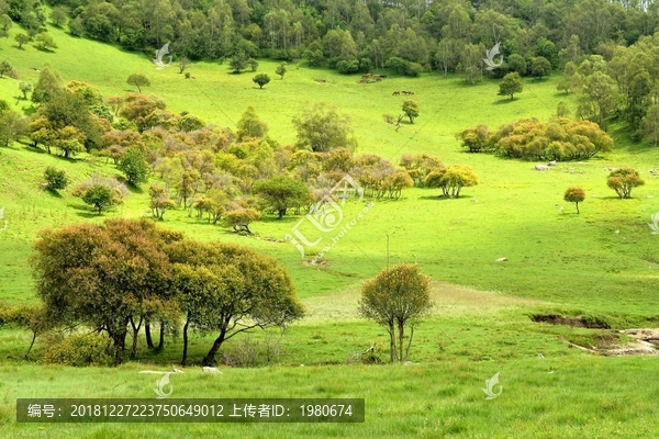 陕西关山草原