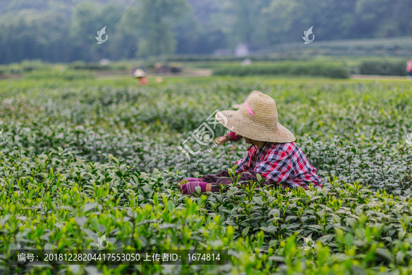 杭州西湖龙井茶园