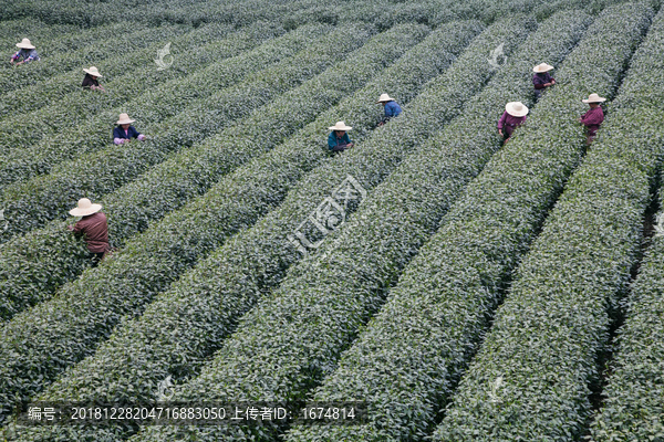 杭州西湖龙井茶园