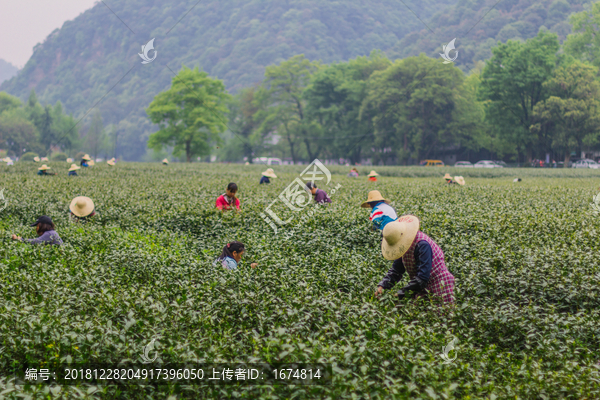 杭州西湖龙井茶园