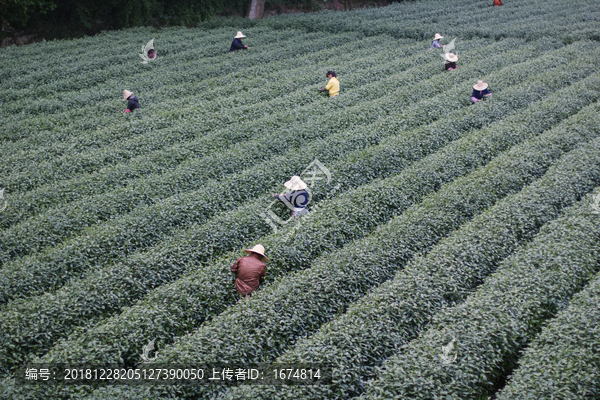 杭州西湖龙井茶园