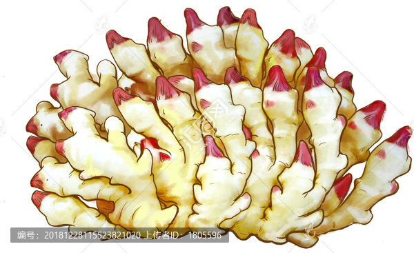 生姜插畫