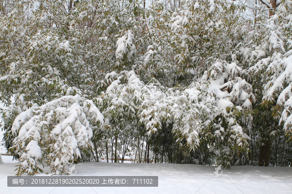 雪竹