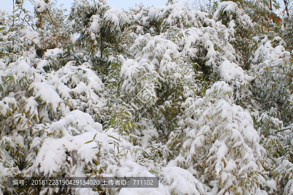 雪竹