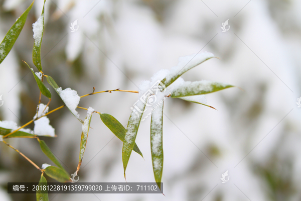 雪竹