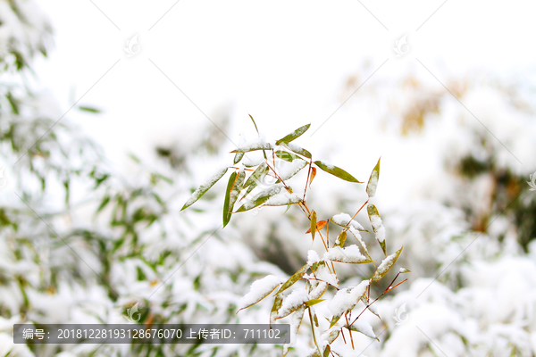 雪竹