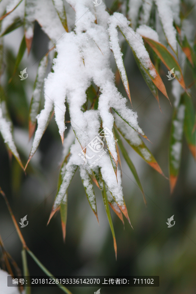 雪竹