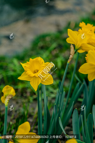 水仙花