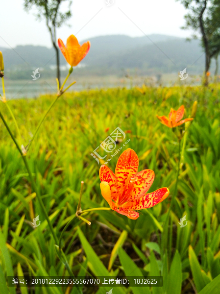 鲜花特写