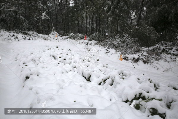 美丽的雪景