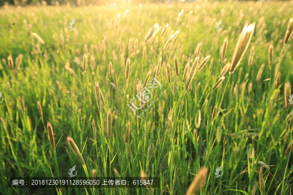 野草地