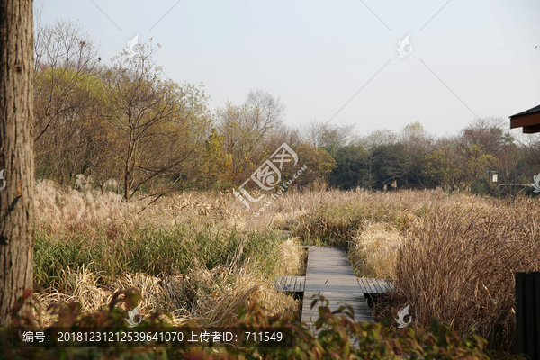 西溪湿地芦苇荡