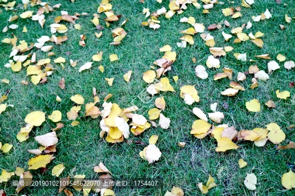 草地上落的黄叶