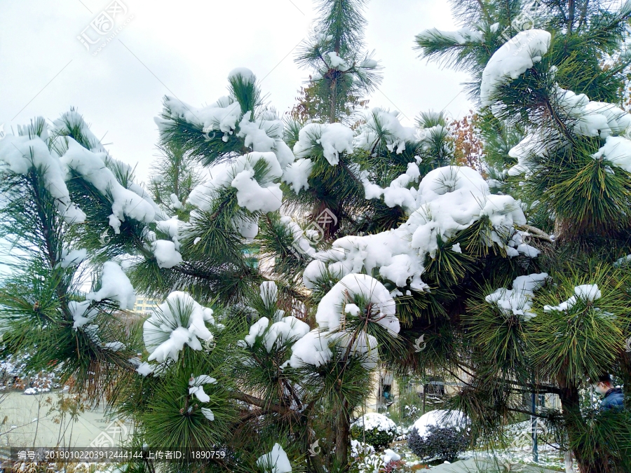 雪景图