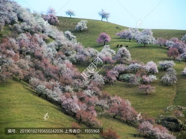 吐尔根乡杏花