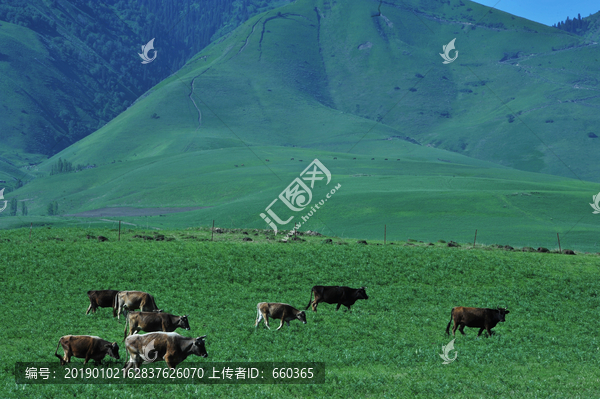 天山草原牛群