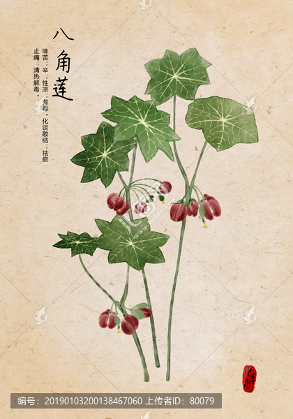 八角蓮