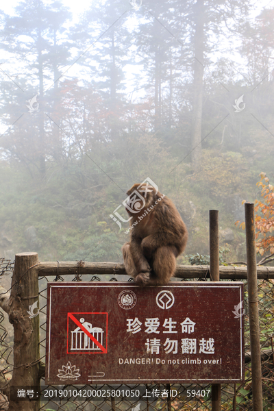 峨眉山猴子