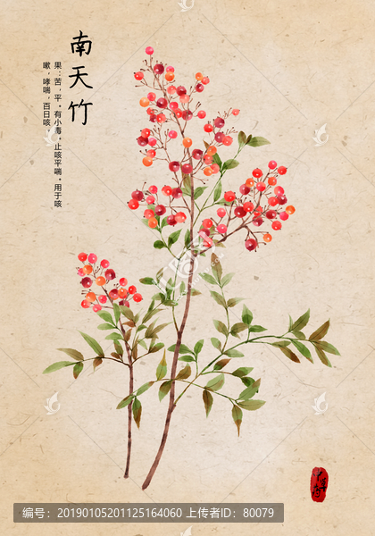 南天竹