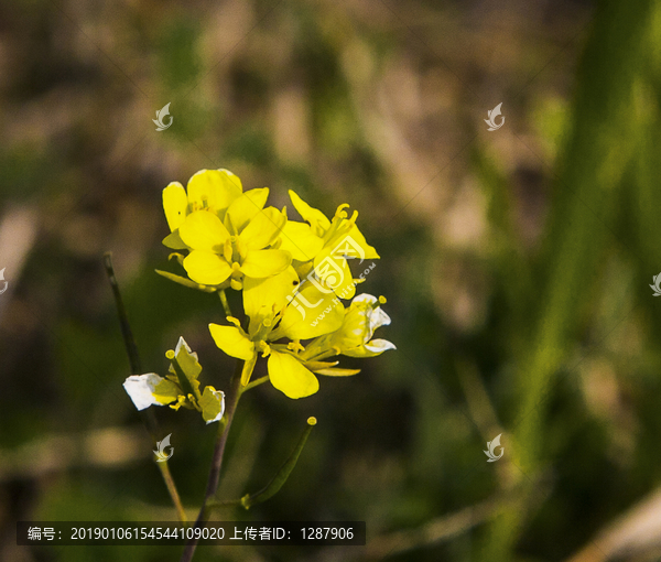 黄花