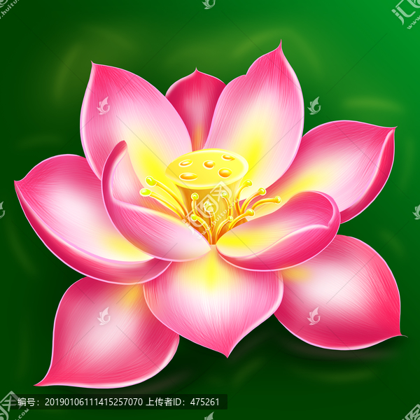 蓮花