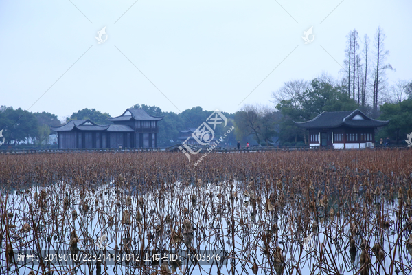 杭州曲院风荷秋景