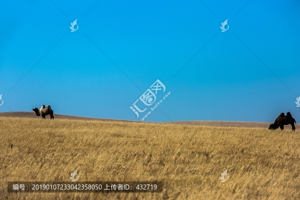 秋季草原骆驼