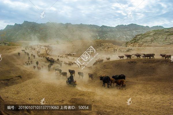 新疆阿勒泰哈萨克牧民秋季转场