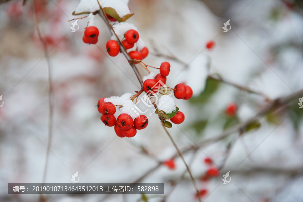 火棘果雪景