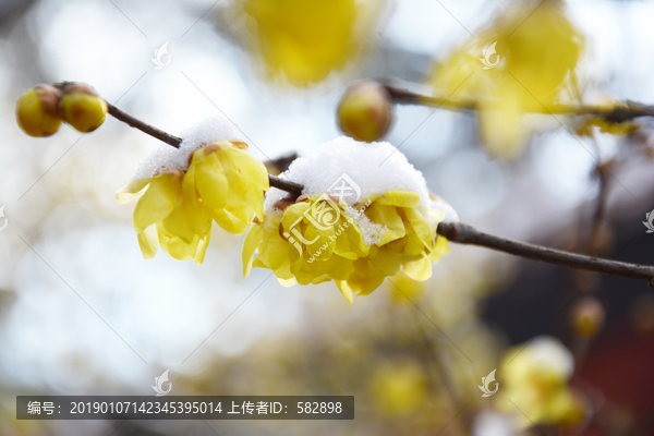 寒梅傲雪