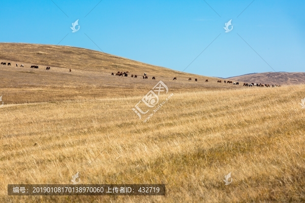 丘陵草原马群吃草