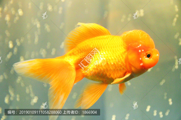 鹤顶红金鱼